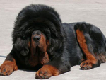 藏獒犬