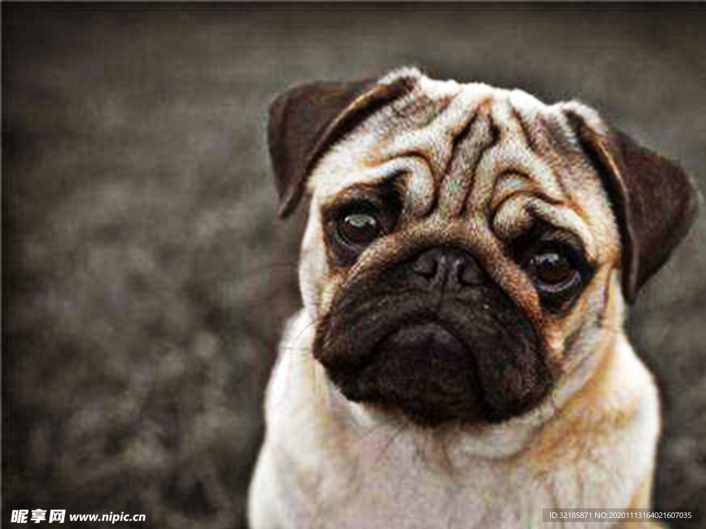 巴哥犬—动物图片—美图美秀