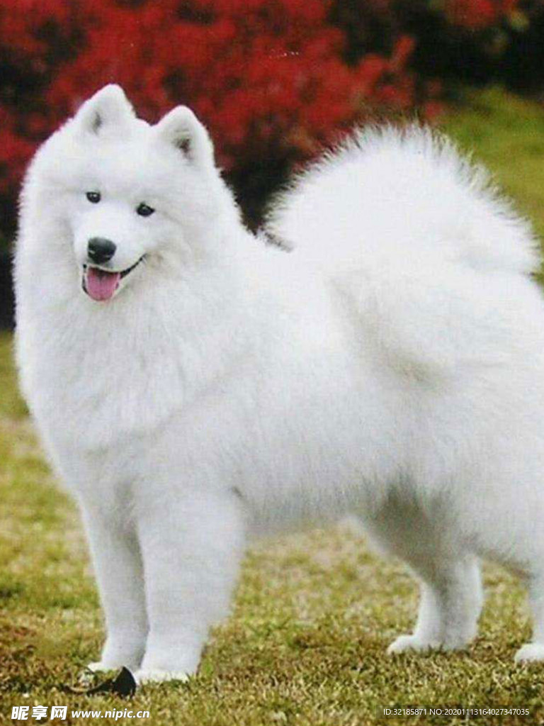 萨摩耶犬