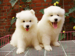 萨摩耶犬