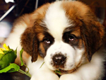 圣伯纳犬