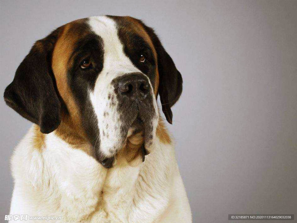 圣伯纳犬