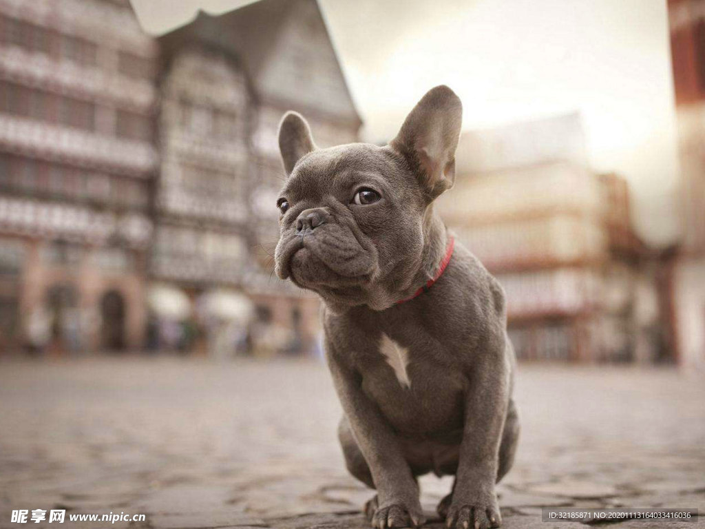 巴哥犬