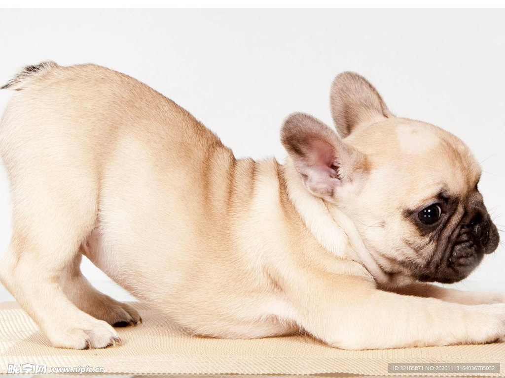 巴哥犬