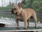 巴哥犬