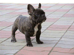 巴哥犬