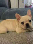 巴哥犬