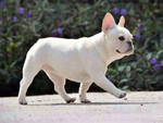 巴哥犬