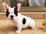 巴哥犬