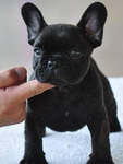 巴哥犬