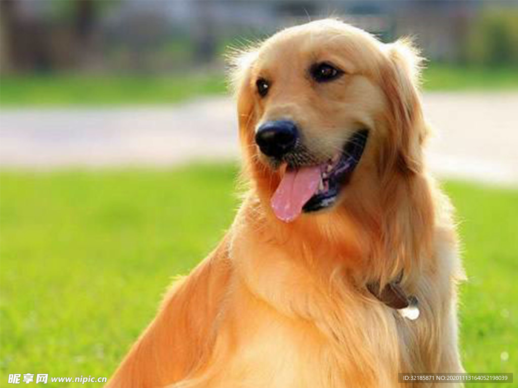 纯种金毛幼犬狗狗出售 宠物金毛犬可支付宝交易 金毛犬 /编号10098201 - 宝贝它