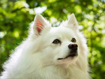 美国爱斯基摩犬