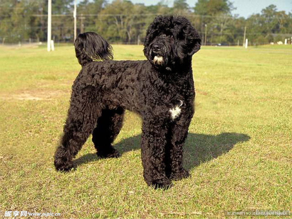 葡萄牙水犬