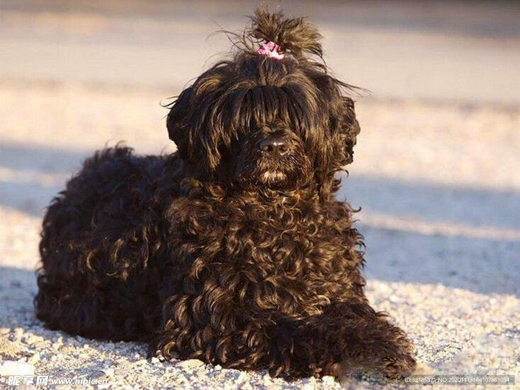 葡萄牙水犬