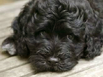 葡萄牙水犬