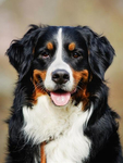 伯恩山犬