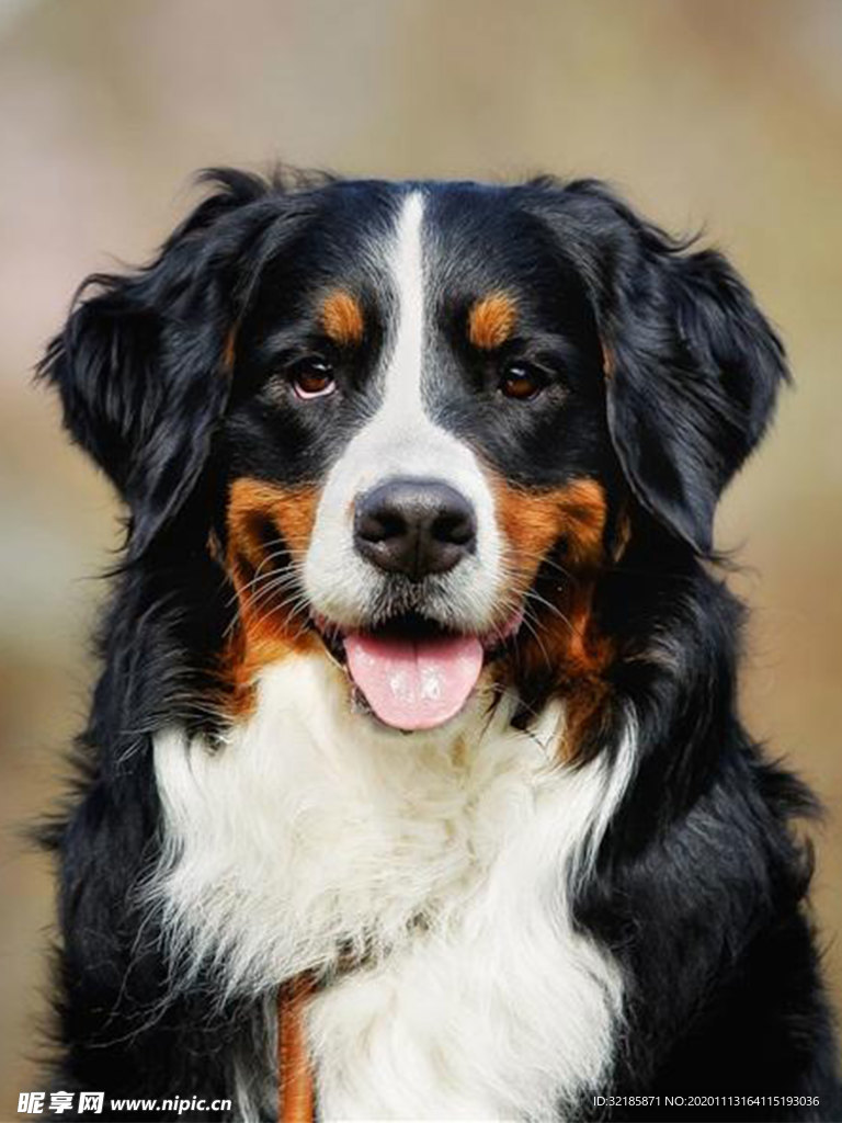 伯恩山犬