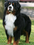 伯恩山犬