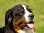 伯恩山犬