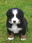 伯恩山犬
