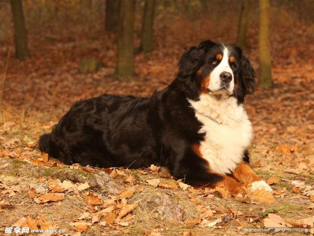伯恩山犬