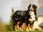 伯恩山犬