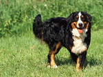 伯恩山犬