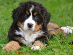 伯恩山犬