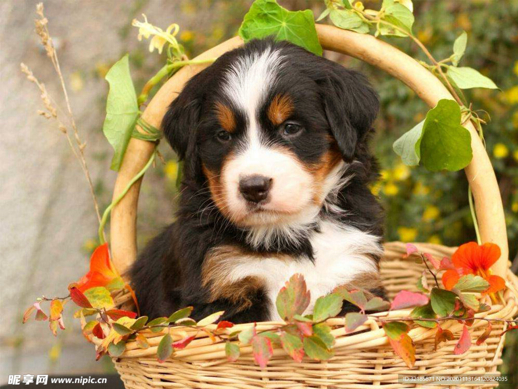 伯恩山犬