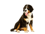 伯恩山犬