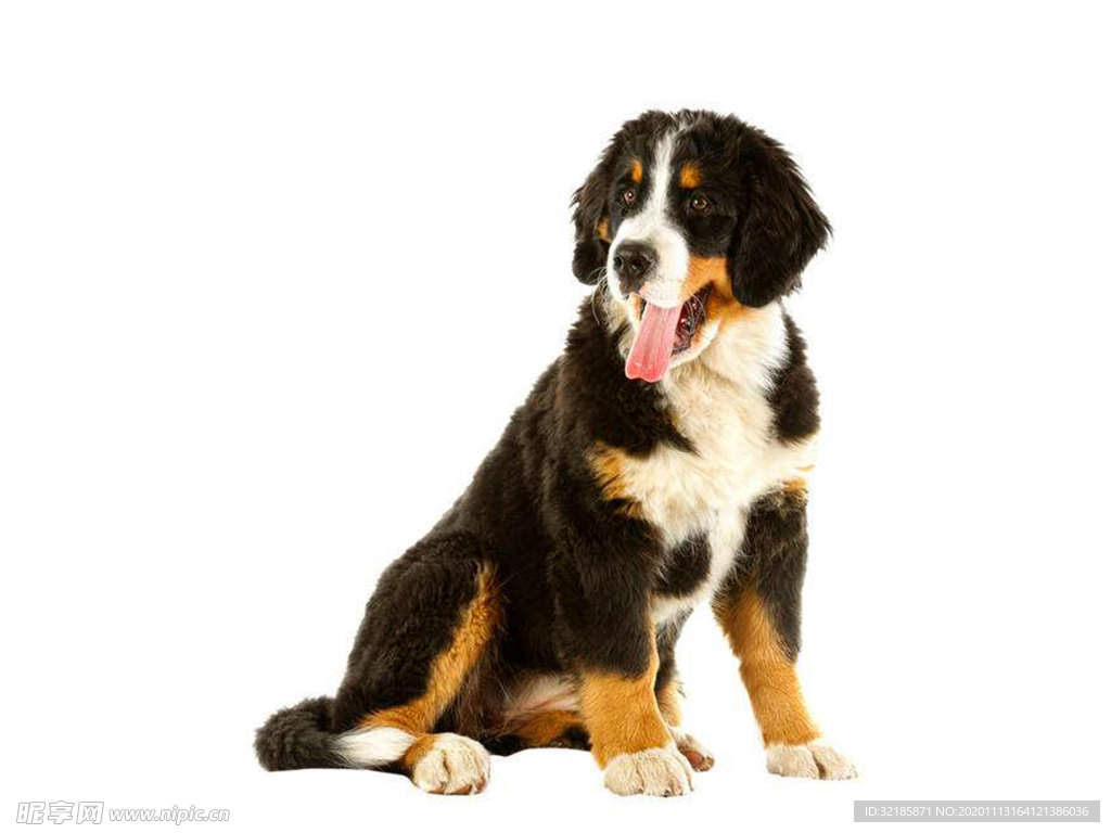 伯恩山犬