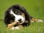 伯恩山犬