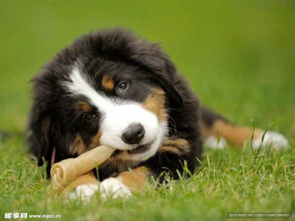 伯恩山犬