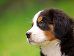 伯恩山犬