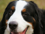伯恩山犬