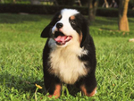 伯恩山犬