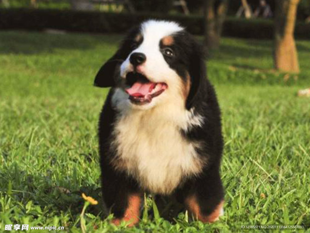 伯恩山犬