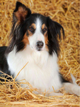 伯恩山犬