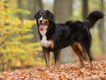 伯恩山犬