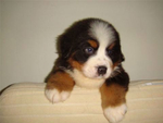伯恩山犬