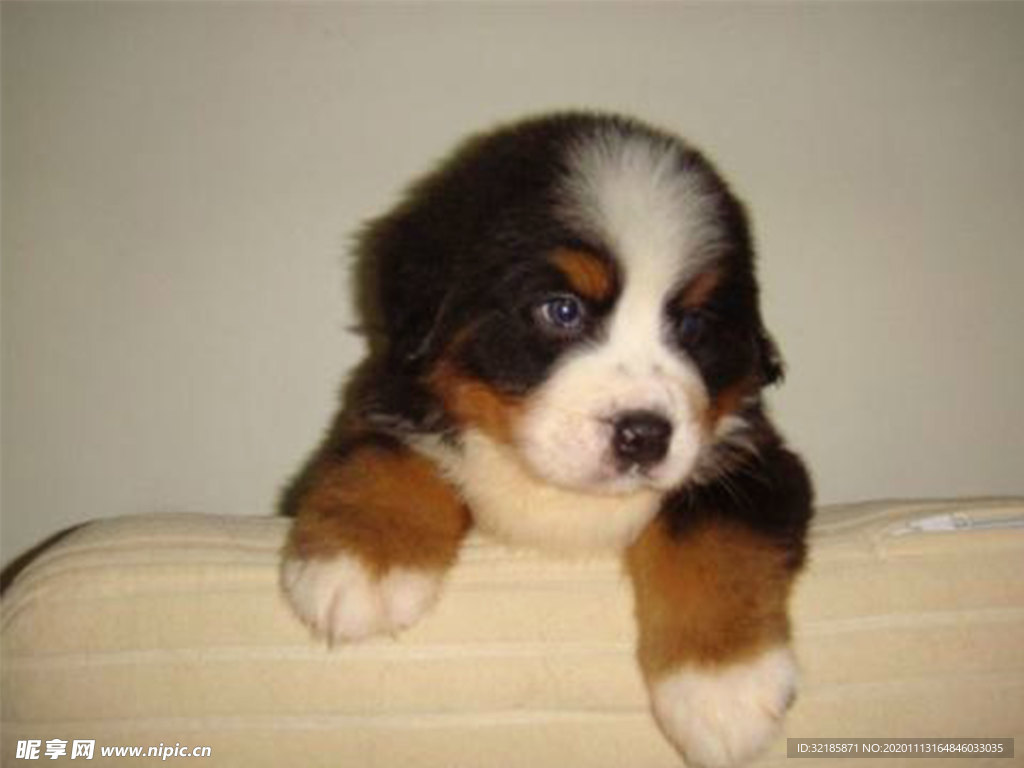 伯恩山犬