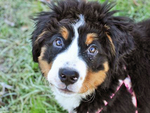 伯恩山犬