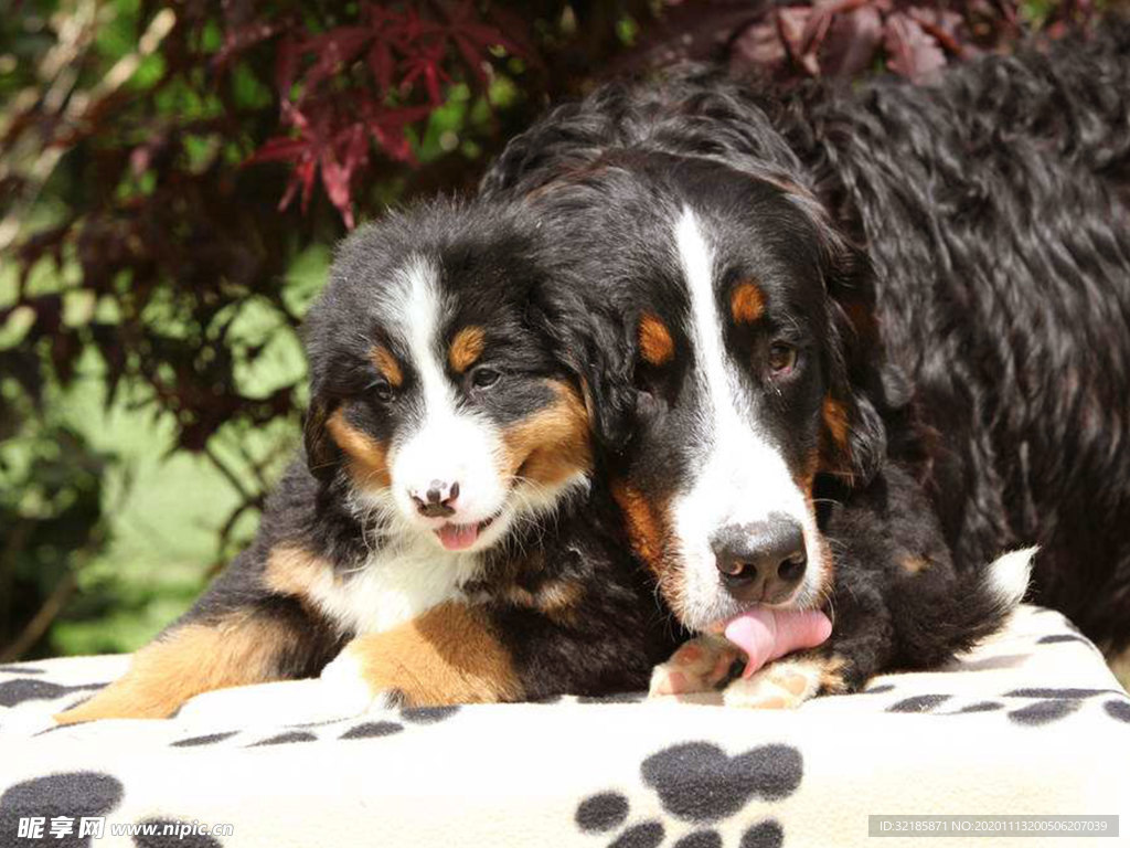 伯恩山犬