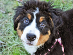 伯恩山犬