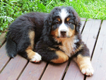 伯恩山犬