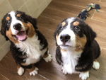 伯恩山犬