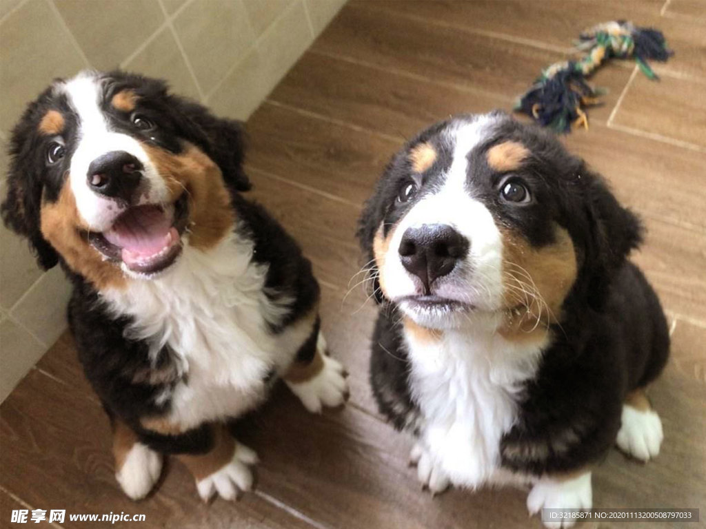 伯恩山犬