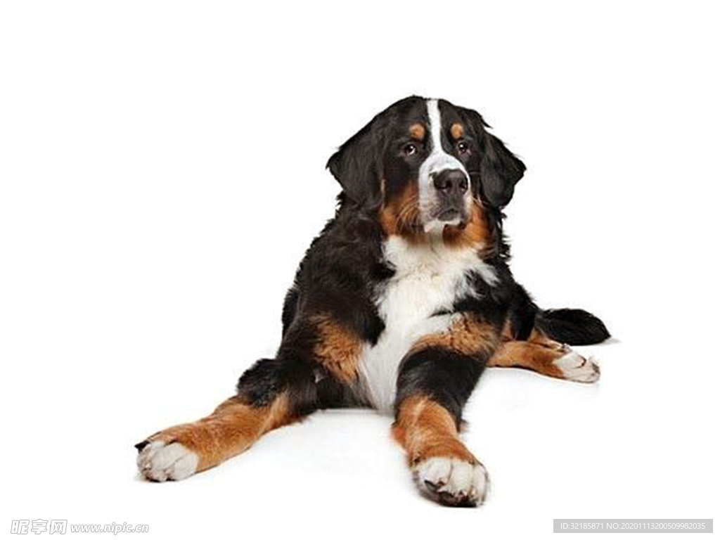 伯恩山犬