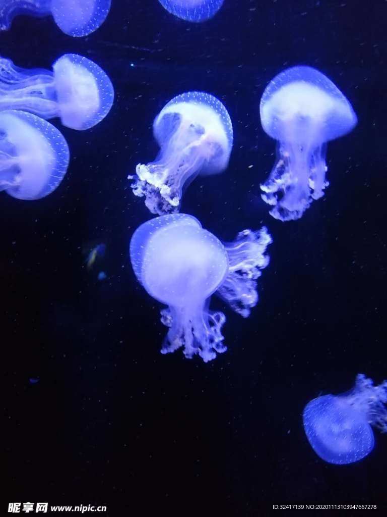 水母