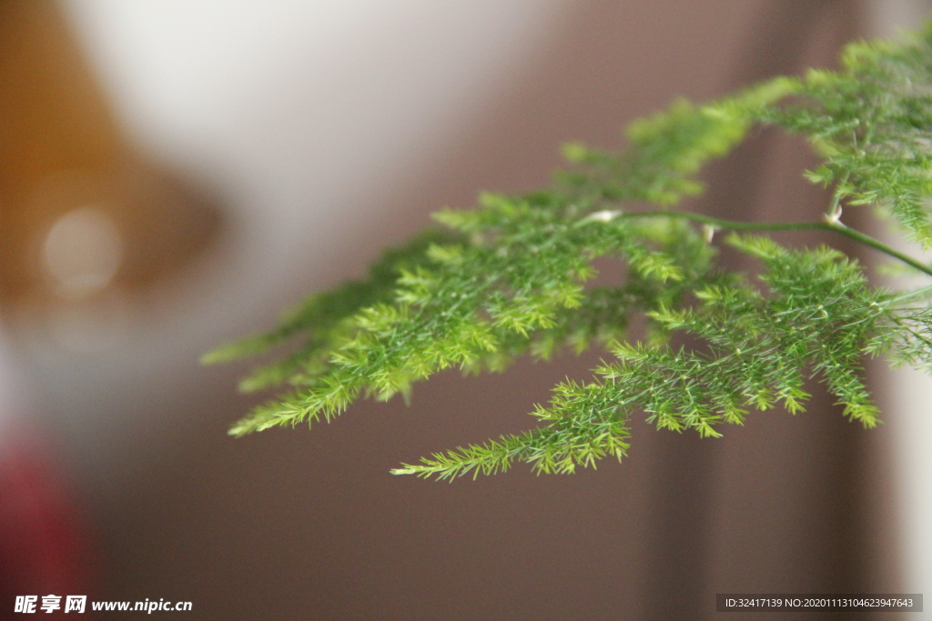 绿色植物图片